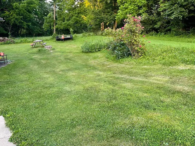 a view of a tree in a yard