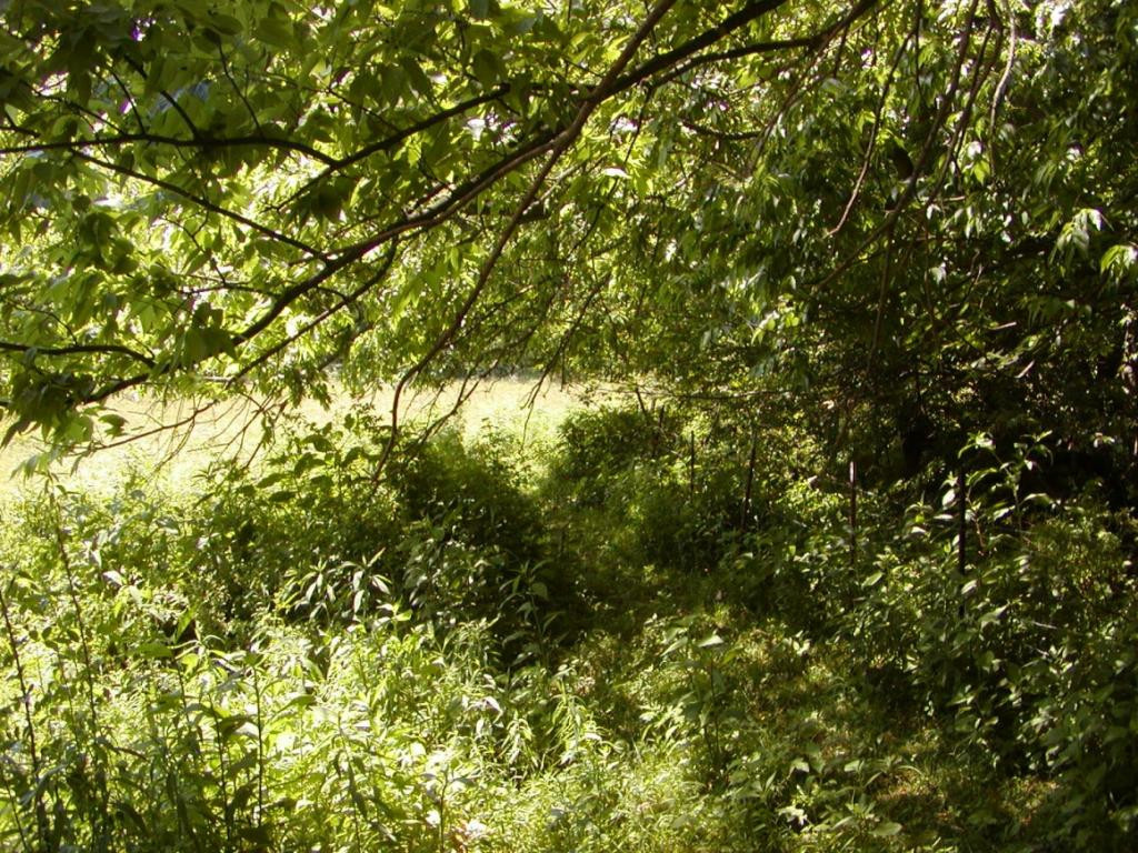 Lot 3 Bacon Branch Road Jonesborough, TN 37659 - Photo 5 of 9 Photo 5