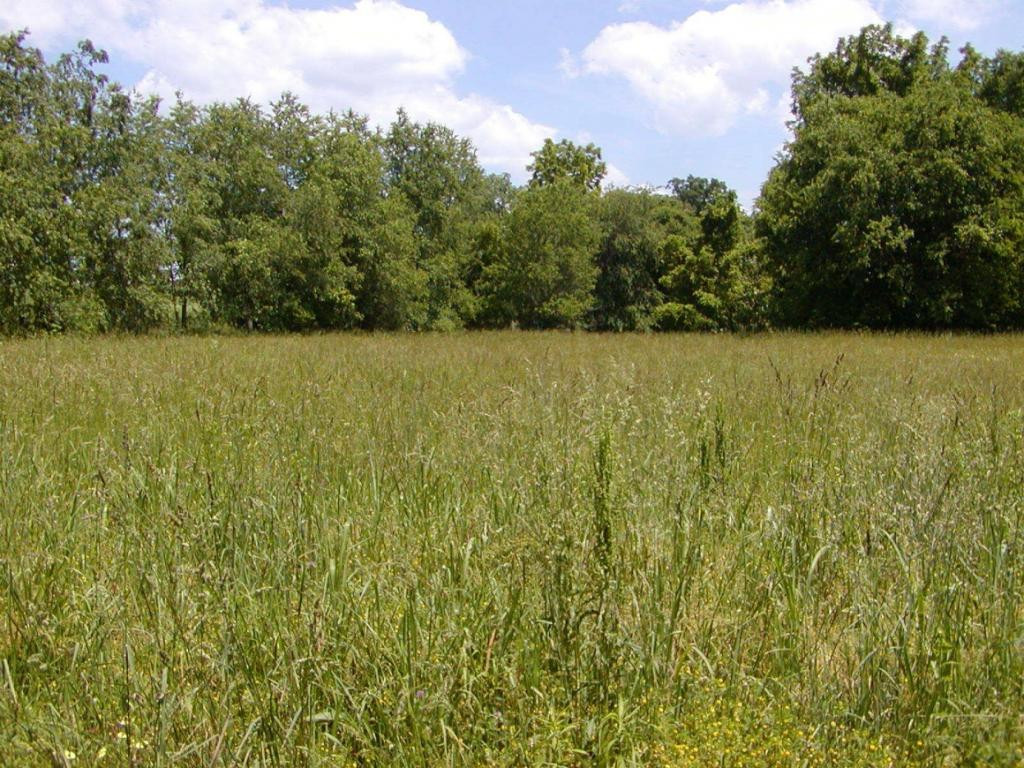 Lot 3 Bacon Branch Road Jonesborough, TN 37659 - Photo 7 of 9 Photo 7