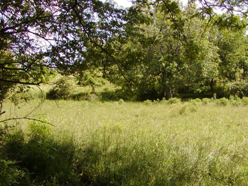 Lot 3 Bacon Branch Road Jonesborough, TN 37659 - Photo 8 of 9 Photo 8
