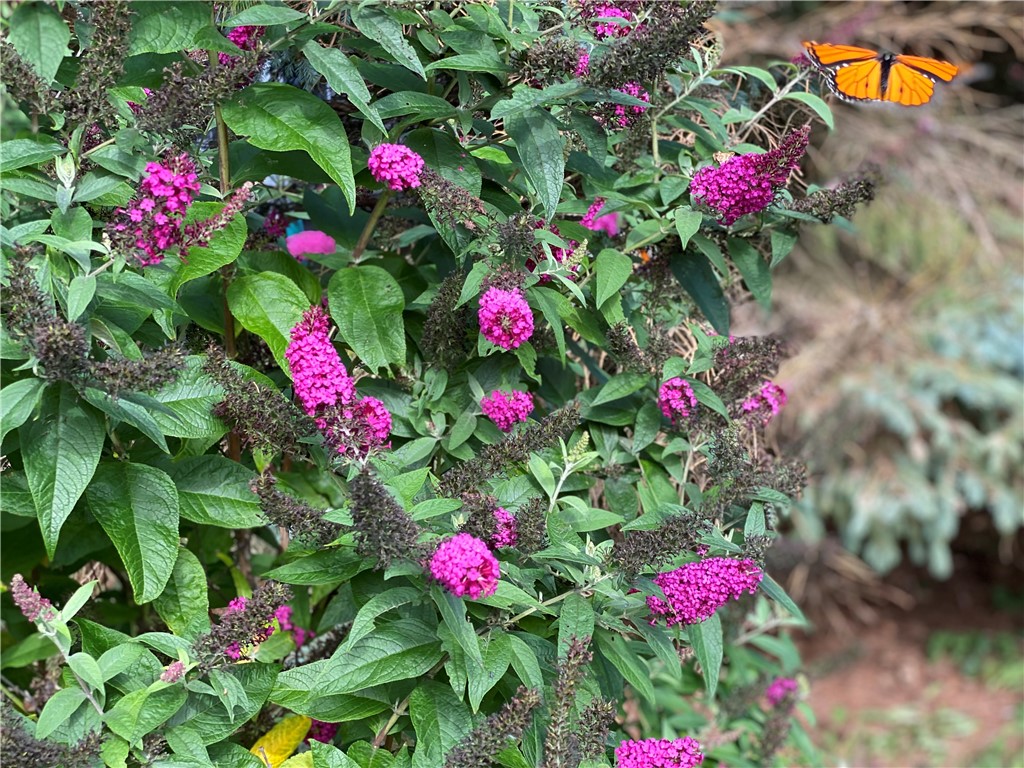 1092 Wickerton Lane Webster, NY 14580 - Photo 35 of 38 Butterfly Bushes!