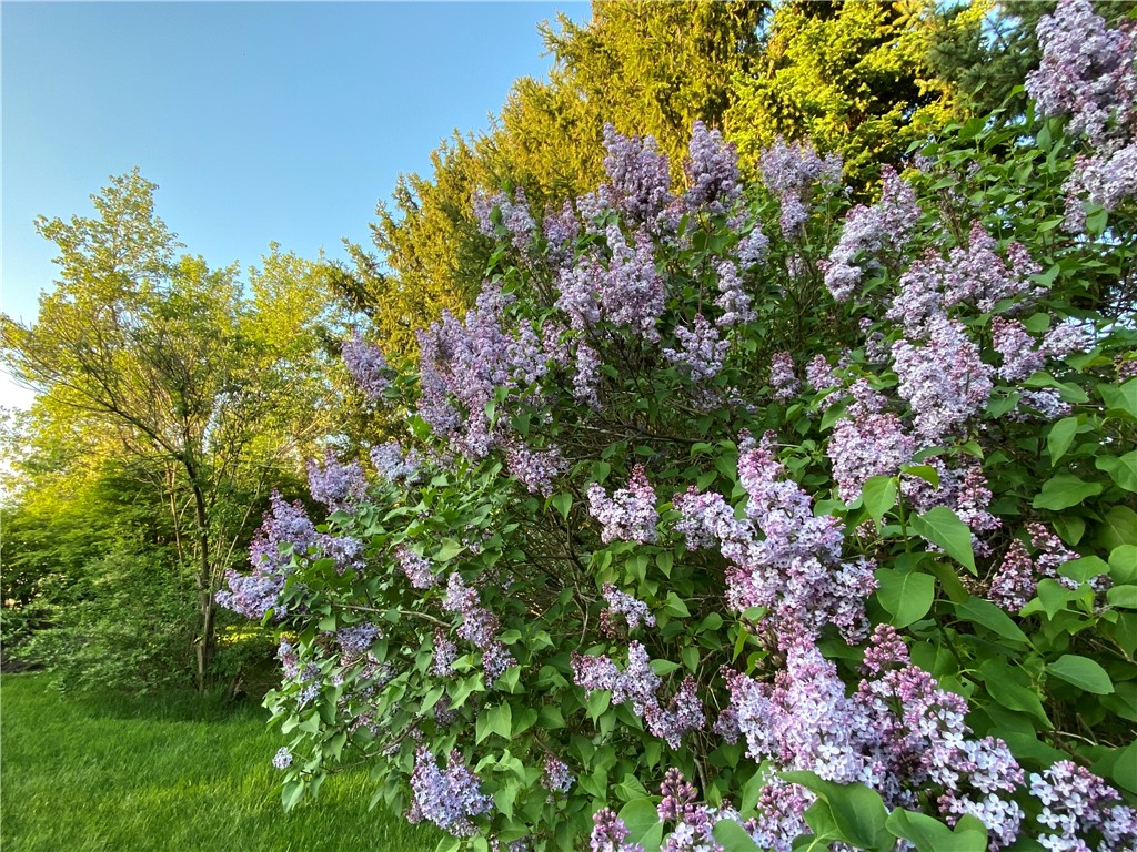 1092 Wickerton Lane Webster, NY 14580 - Photo 37 of 38 Lovely LILACS!