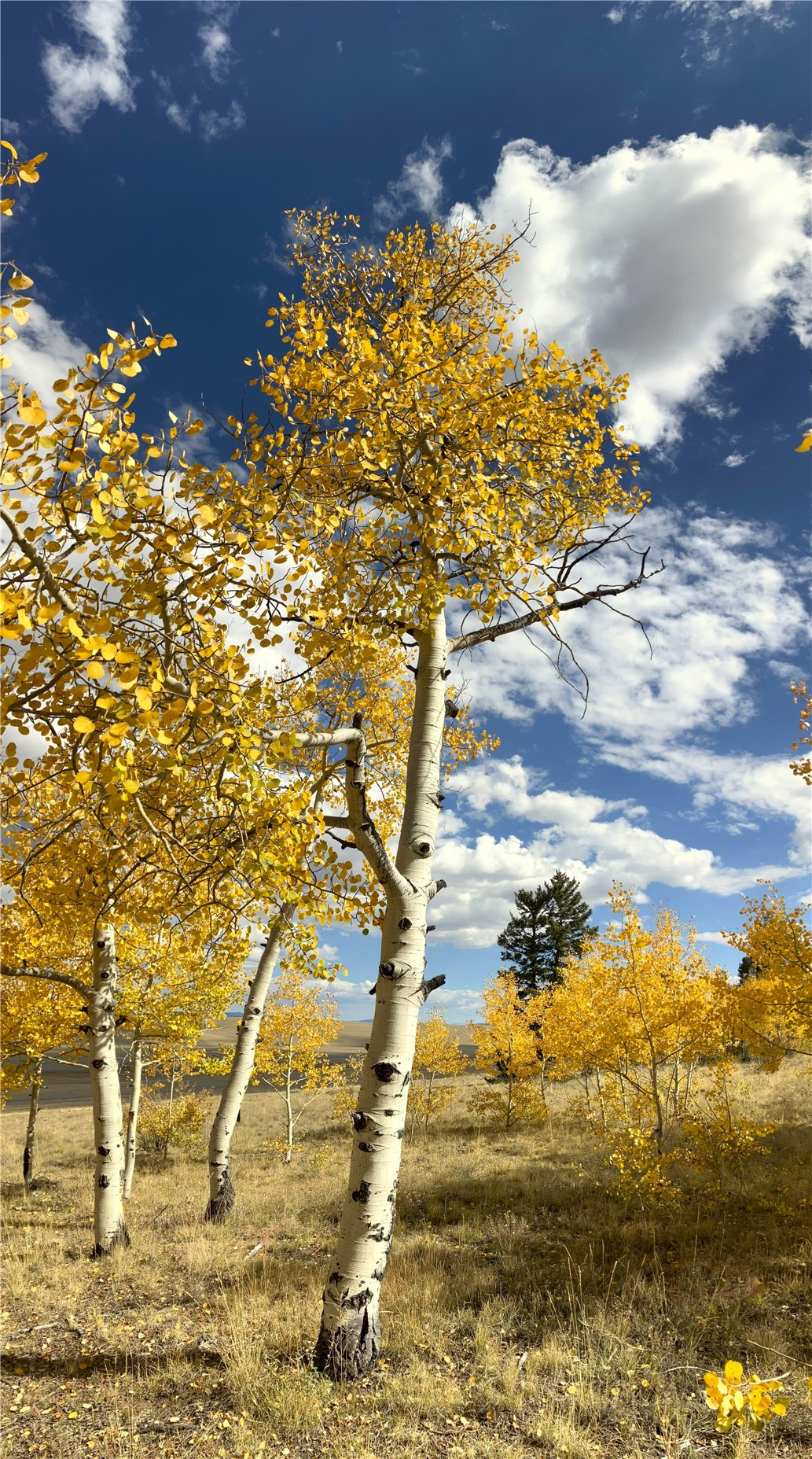 1148 Redhill Road Fairplay, CO 80440 - Photo 17 of 28 Aspens on display on the land in fall.