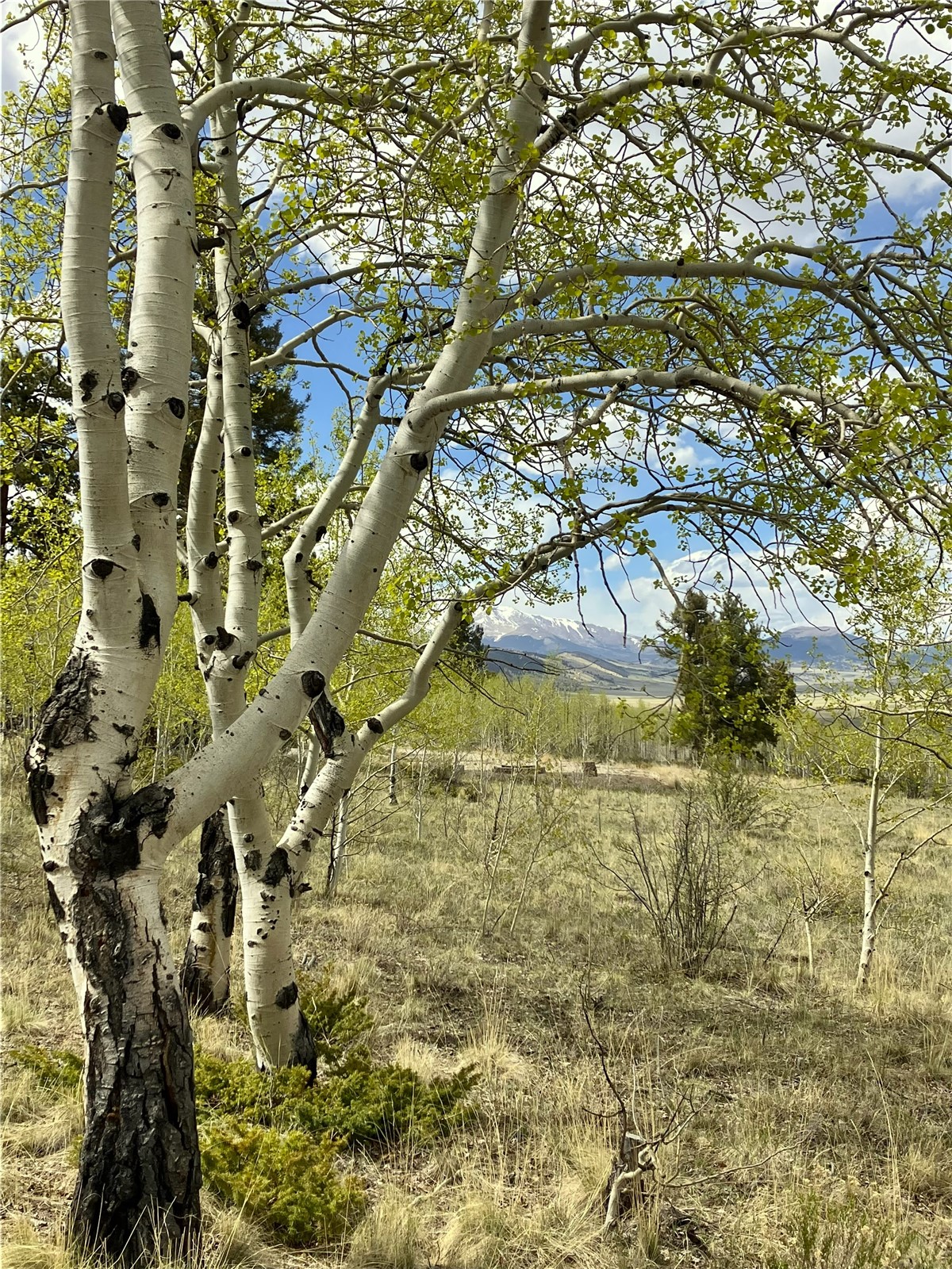 1148 Redhill Road Fairplay, CO 80440 - Photo 18 of 28 Springtime brings budding aspens and greenery.