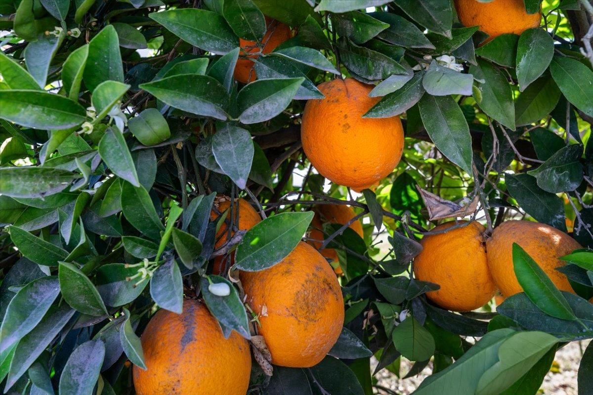 185 East Wyman Road French Camp, CA 95231 - Photo 37 of 44