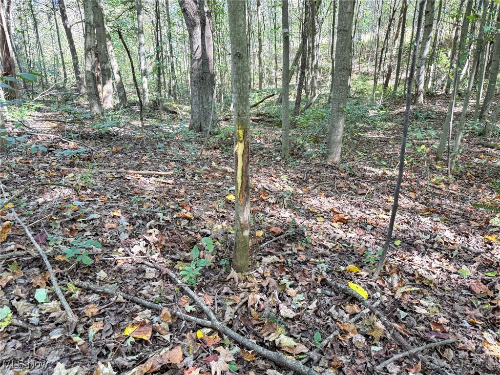 Layman Road Vincent, OH 45784 - Photo 22 of 35 View of undeveloped land