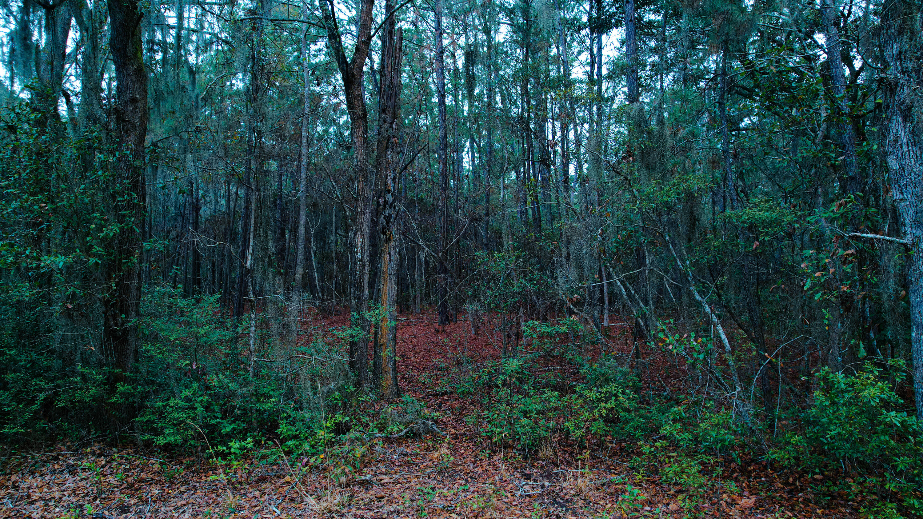 22 Carson Road St. Helena Island, SC 29920 - Photo 10 of 20 Gallery Image 10