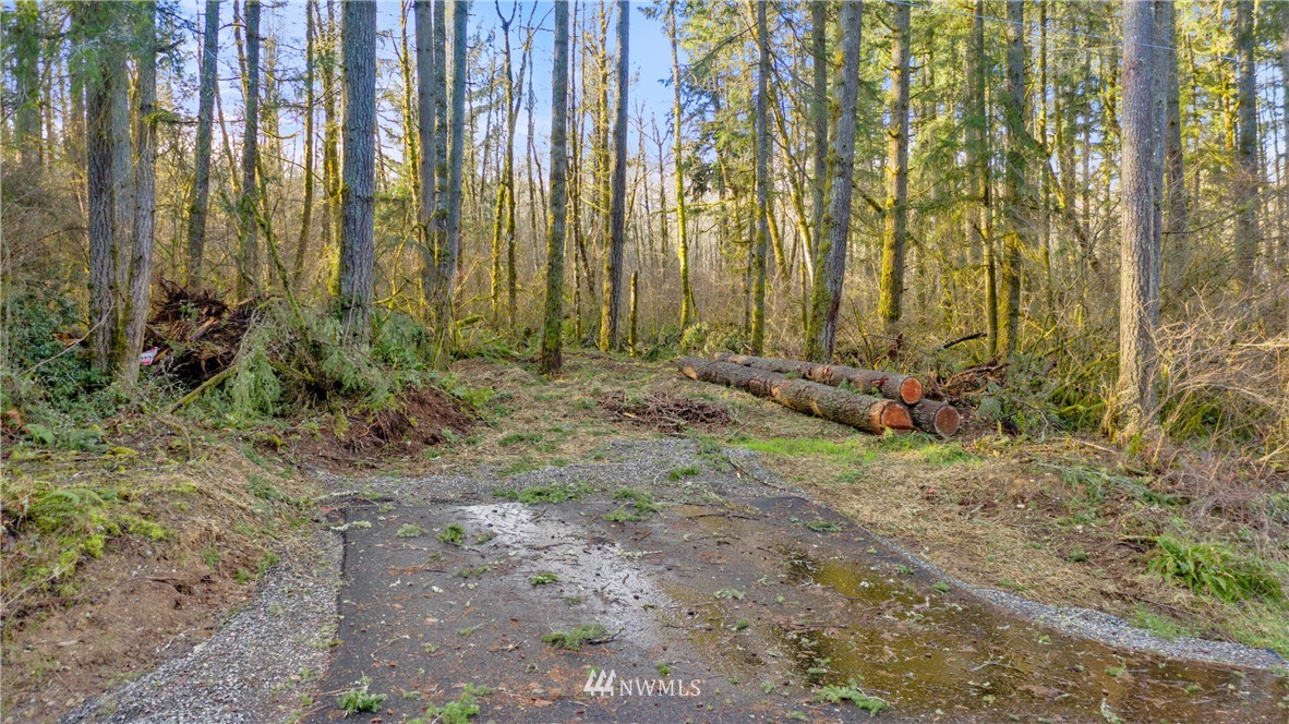 13841 Reeder Road Southwest Tenino, WA 98589 - Photo 5 of 9 a view of a yard with large trees