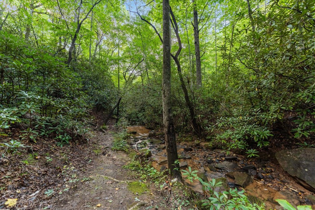 126 Brookwood Drive Blue Ridge, GA 30513 - Photo 23 of 84 a view of a forest with trees in the background