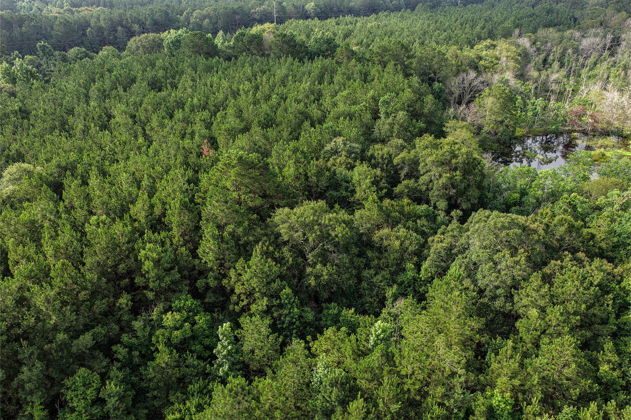 1782-acres County Line Road Shepherd, TX 77371 - Photo 15 of 22