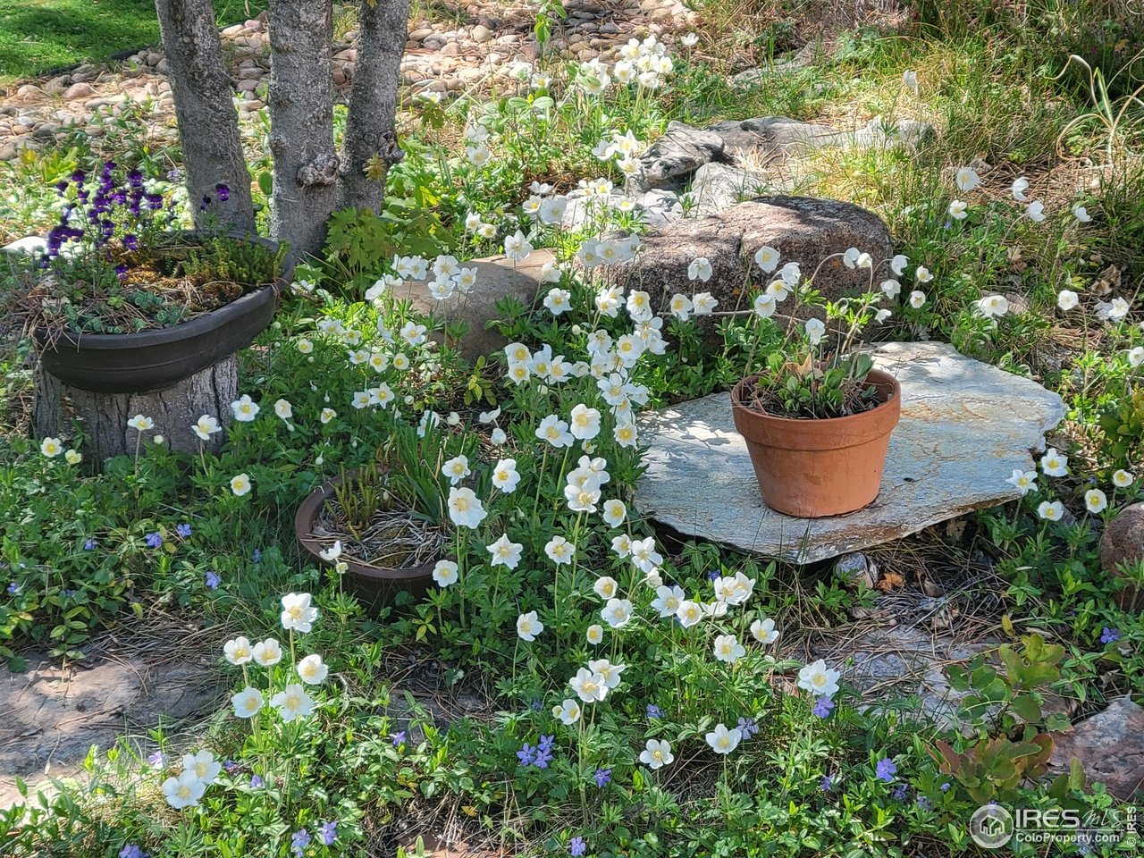 4311 Pali Way Boulder, CO 80301 - Photo 33 of 46 Backyard landscaping is lush and unique!