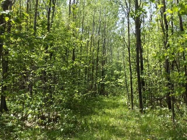 29.37-ac Sipple Road Crandon, WI 54520 - Photo 12 of 20 Gallery Image 12