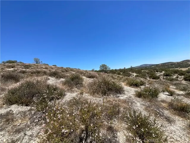 a view of a dry yard with lots of trees