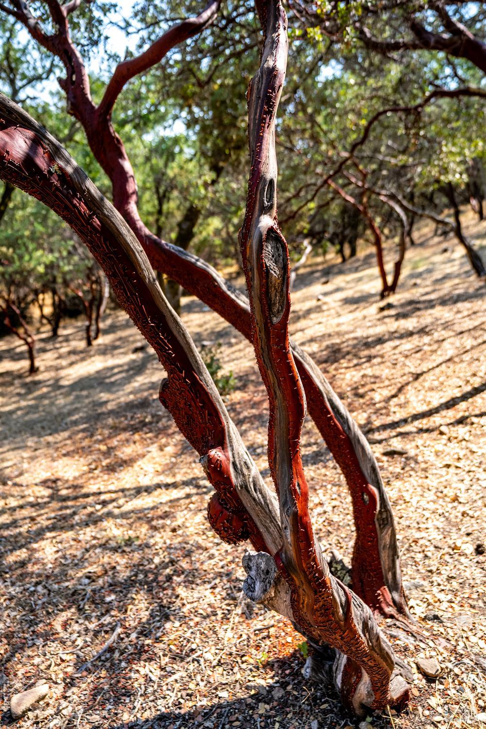 700 Petrified Forest Road Calistoga, CA 94515 - Photo 51 of 58