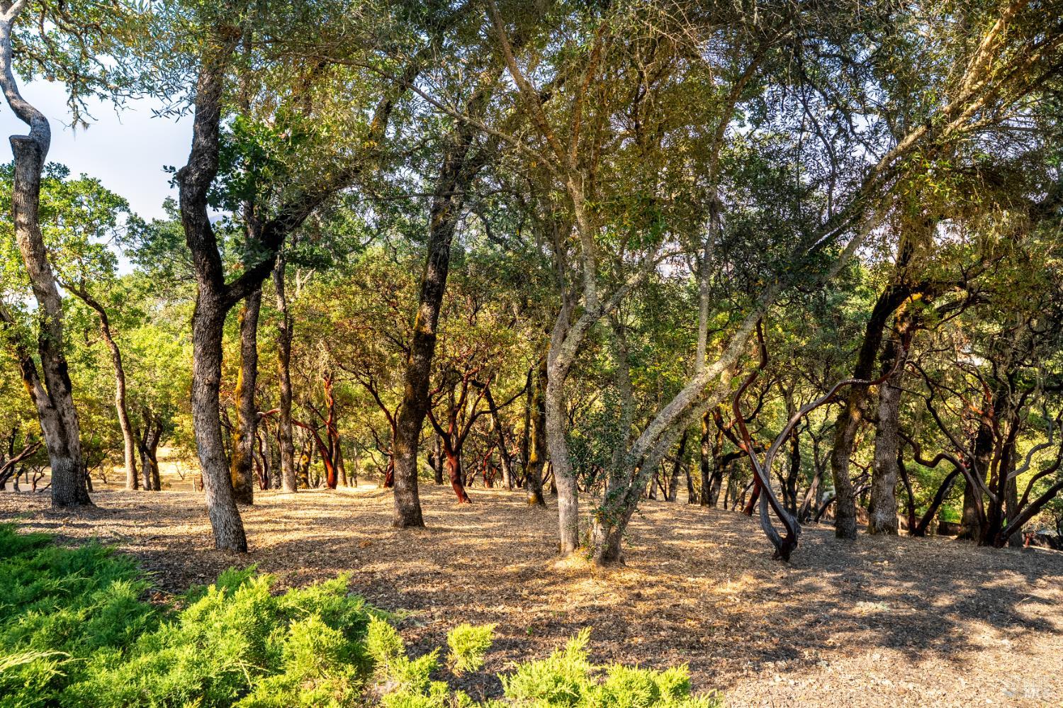 700 Petrified Forest Road Calistoga, CA 94515 - Photo 54 of 58