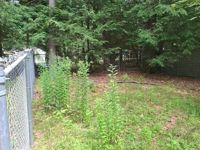 a view of backyard with green space
