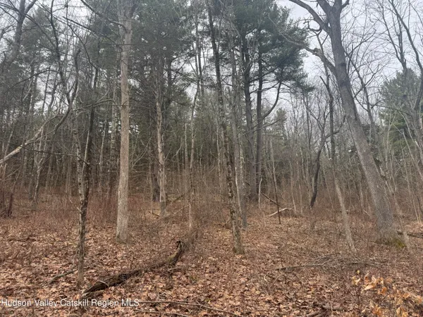 a view of a forest