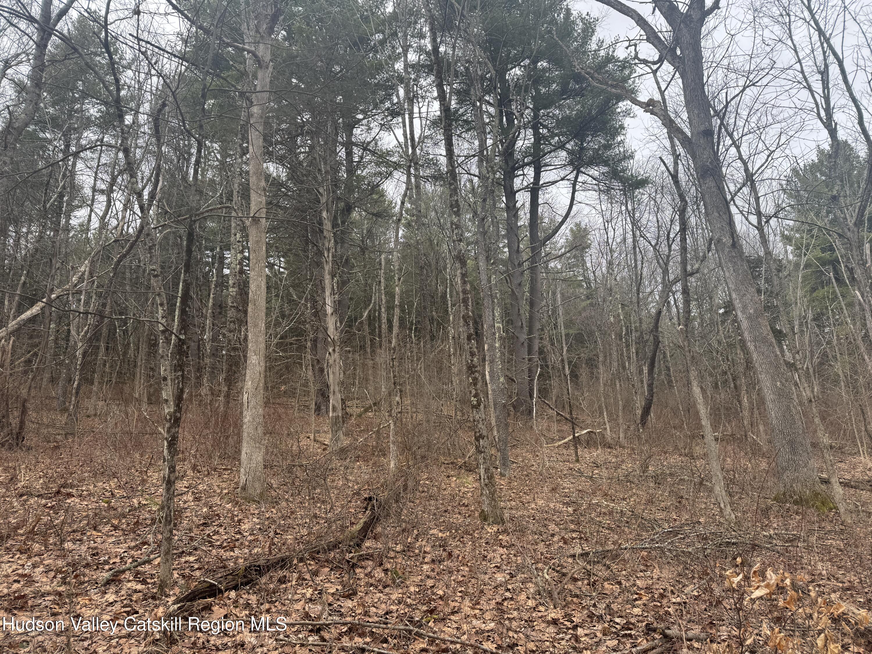 Lot 2 Snydertown Road Craryville, NY 12521 - Photo 18 of 20 a view of a forest