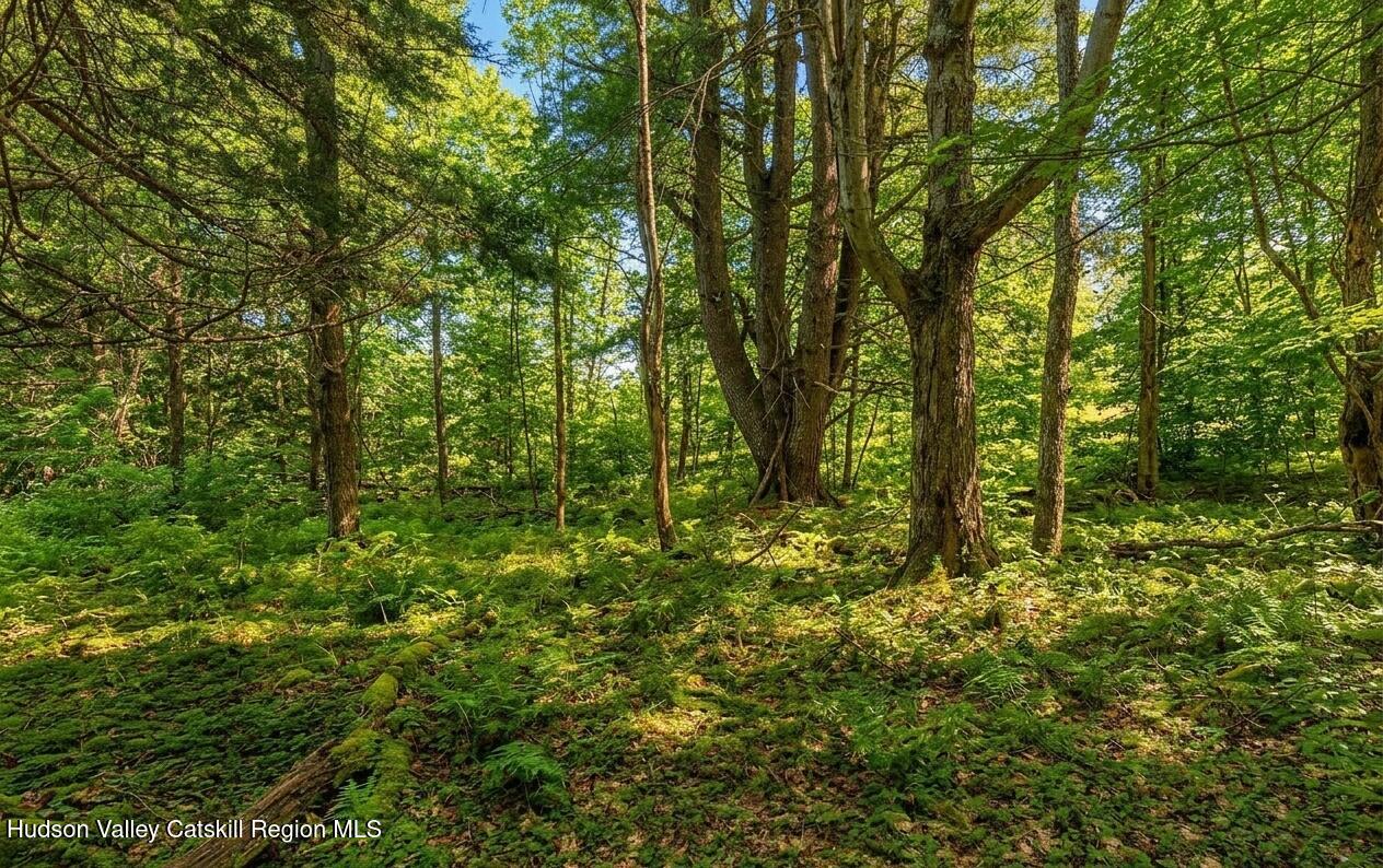 Lot 2 Snydertown Road Craryville, NY 12521 - Photo 5 of 20 a view of a forest