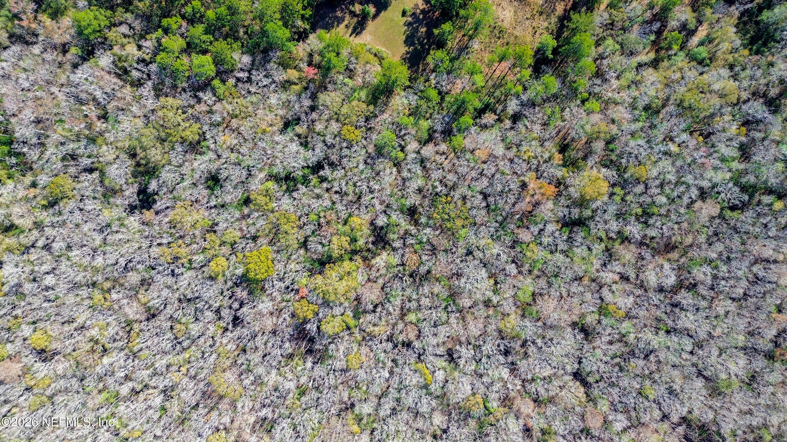 7847 Red Top Road Macclenny, FL 32063 - Photo 18 of 23 a view of a forest with a tree