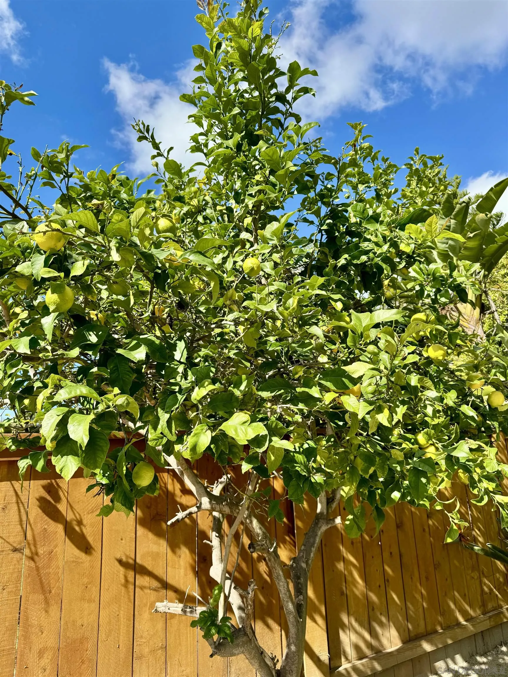 3754 Cameo Drive Oceanside, CA 92056 - Photo 27 of 31 a view of a tree with plants in front of it