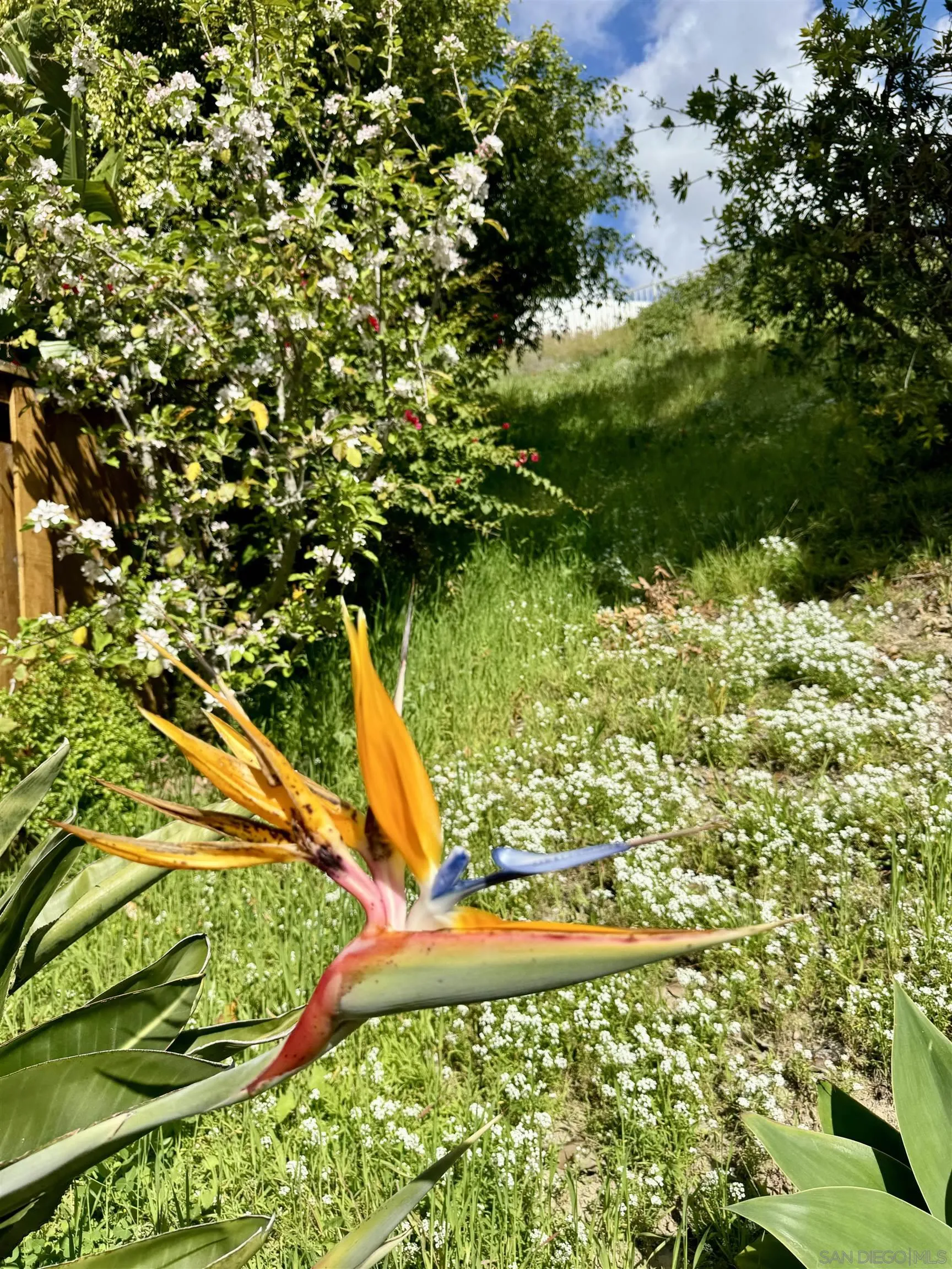 3754 Cameo Drive Oceanside, CA 92056 - Photo 28 of 31 a view of a tree with a yard