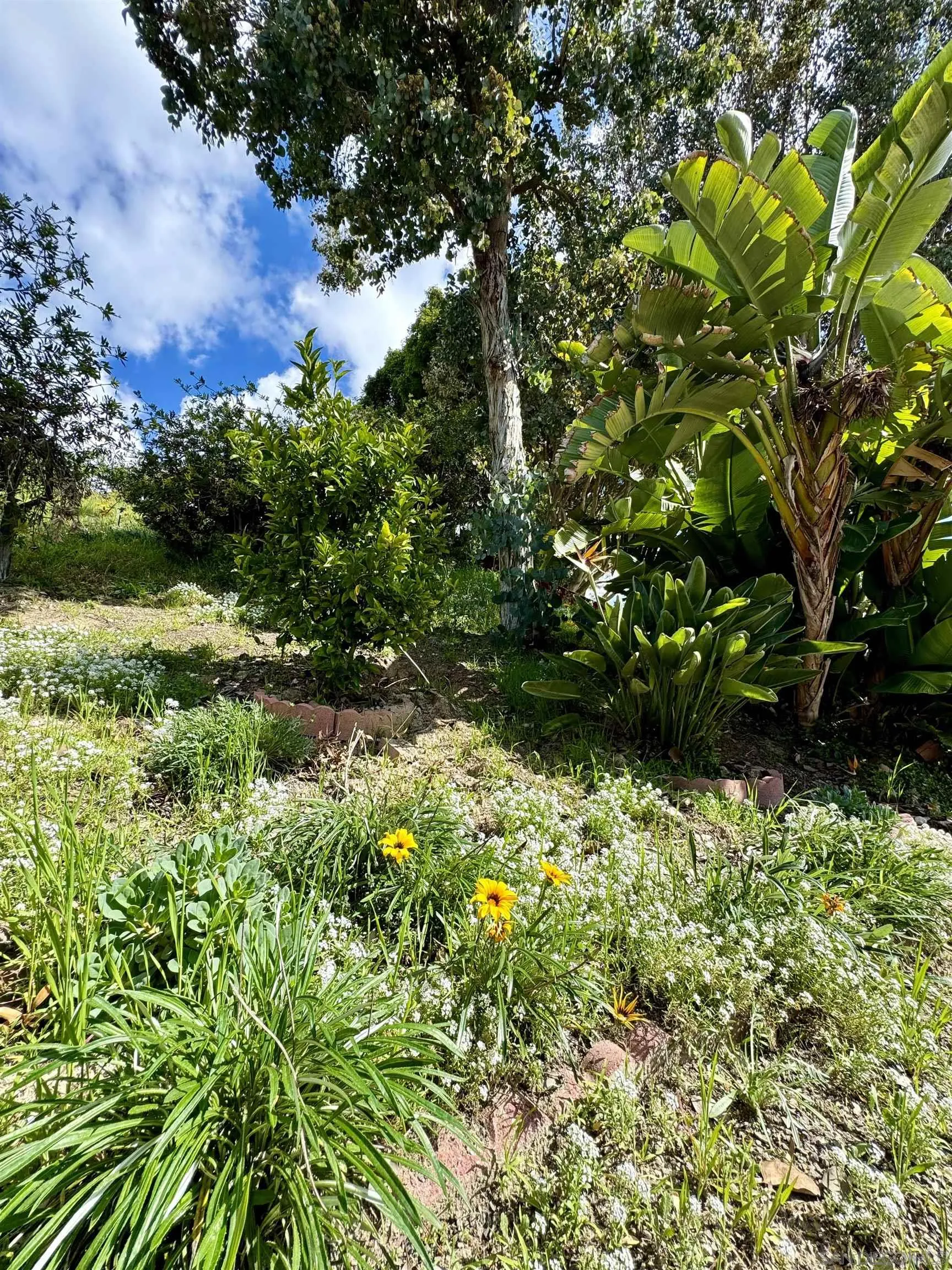 3754 Cameo Drive Oceanside, CA 92056 - Photo 29 of 31 a view of a garden