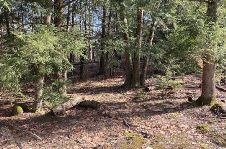 0 Back Canaan Road Strafford, NH 03884 - Photo 8 of 12 Gallery Image 8