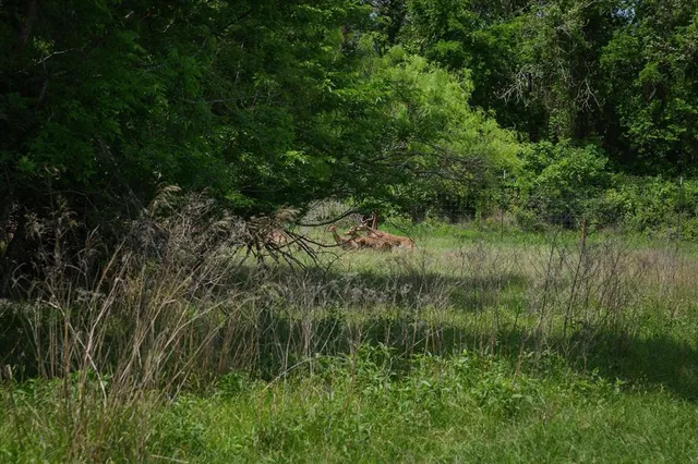 a view of a lush green space