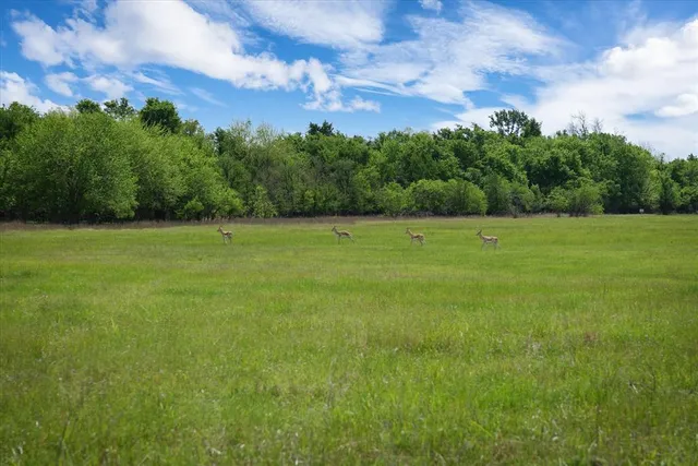 a view of a lush green forest with lots of trees