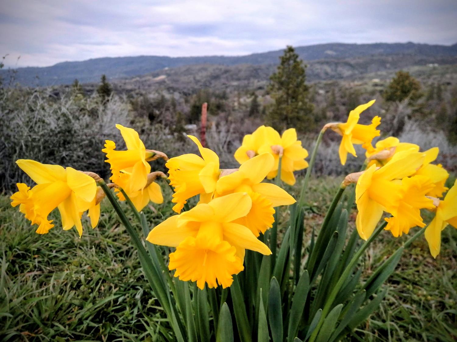 46771 Dunlap Road Miramonte, CA 93641 - Photo 38 of 42