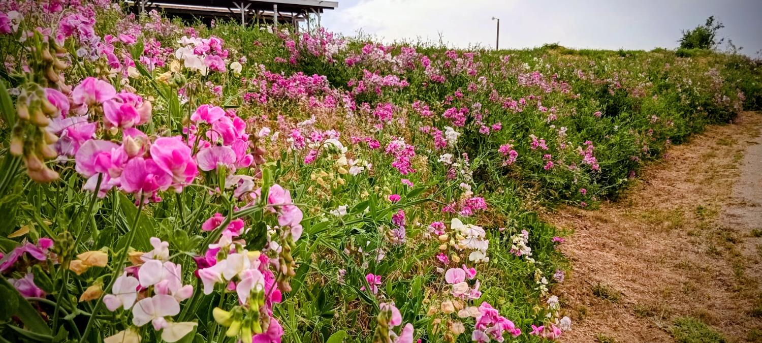 46771 Dunlap Road Miramonte, CA 93641 - Photo 40 of 42