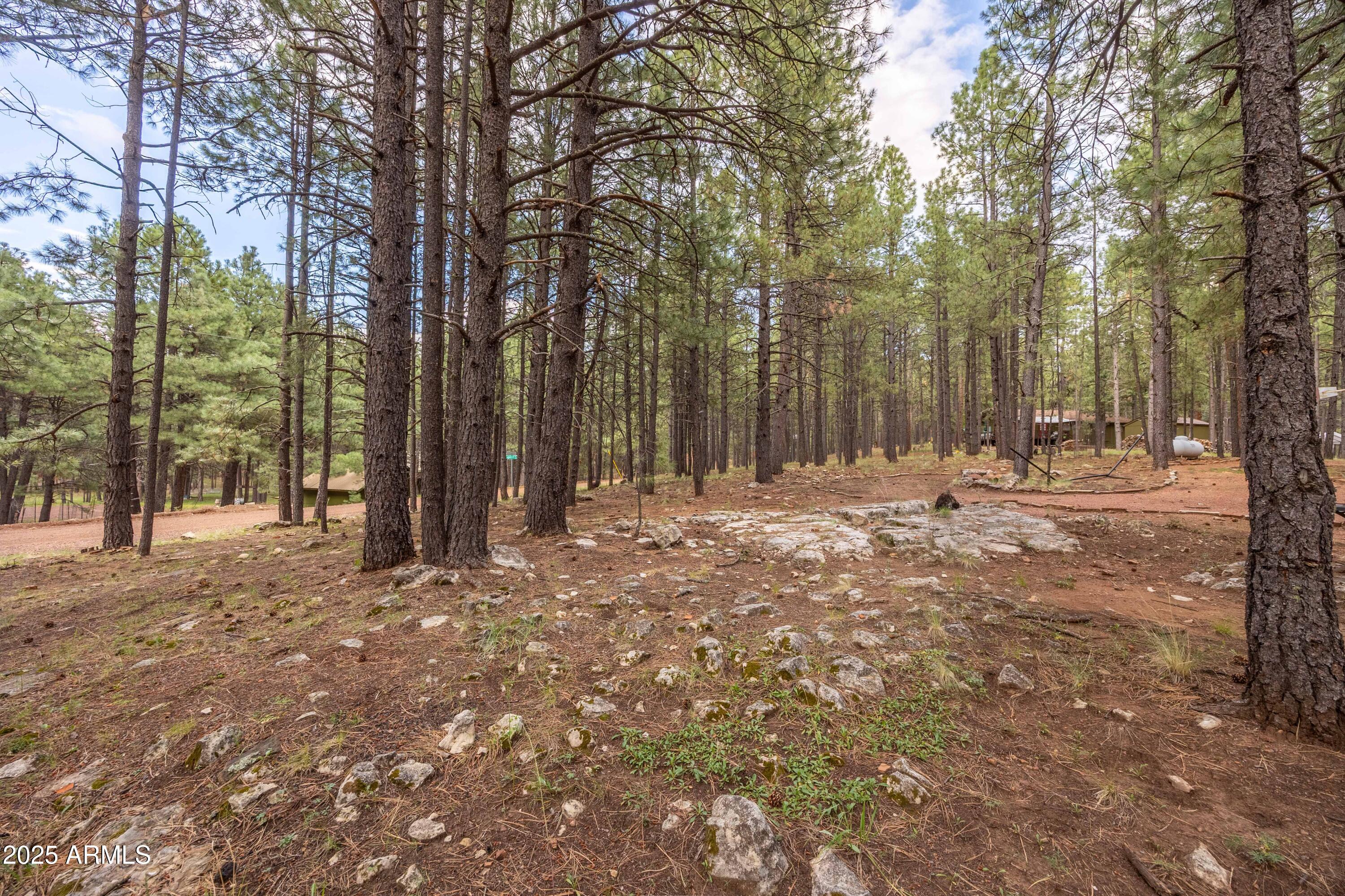 1643 Rifle Way Forest Lakes, AZ 85931 - Photo 38 of 40 a row of trees with some trees