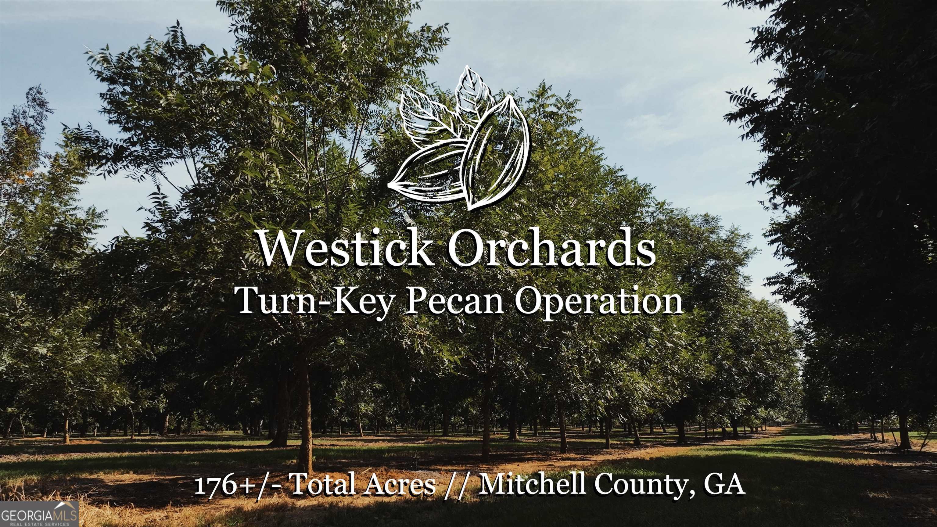 9680 Vines Road Baconton, GA 31716 - Photo 1 of 1 Gallery Image 1