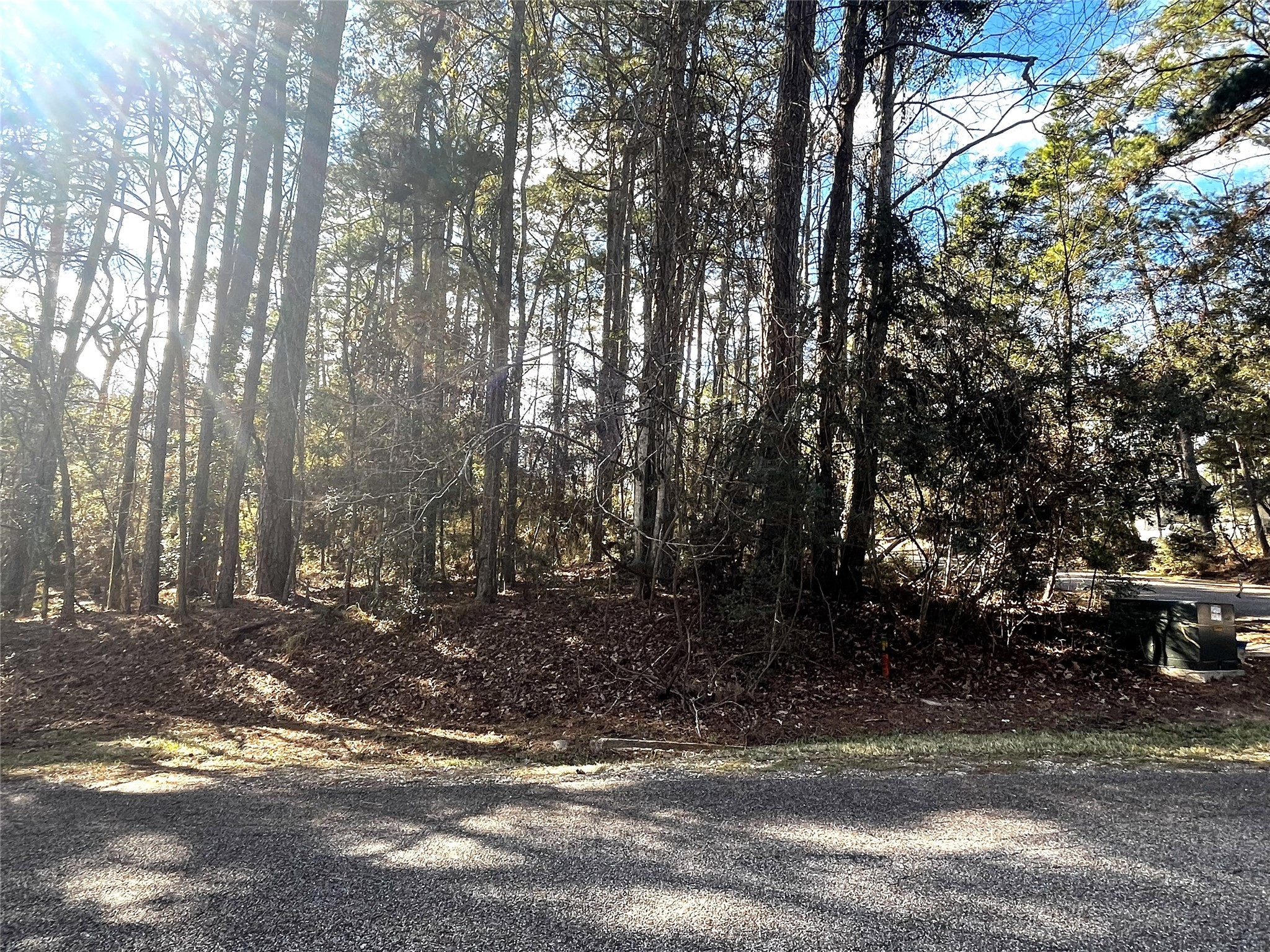 a view of a yard with large trees