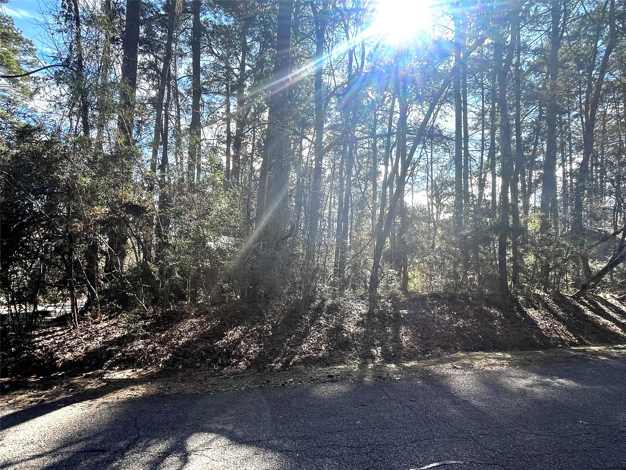 179 Green Tree Drive Coldspring, TX 77331 - Photo 2 of 15 a view of forest
