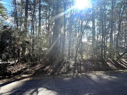 a view of forest