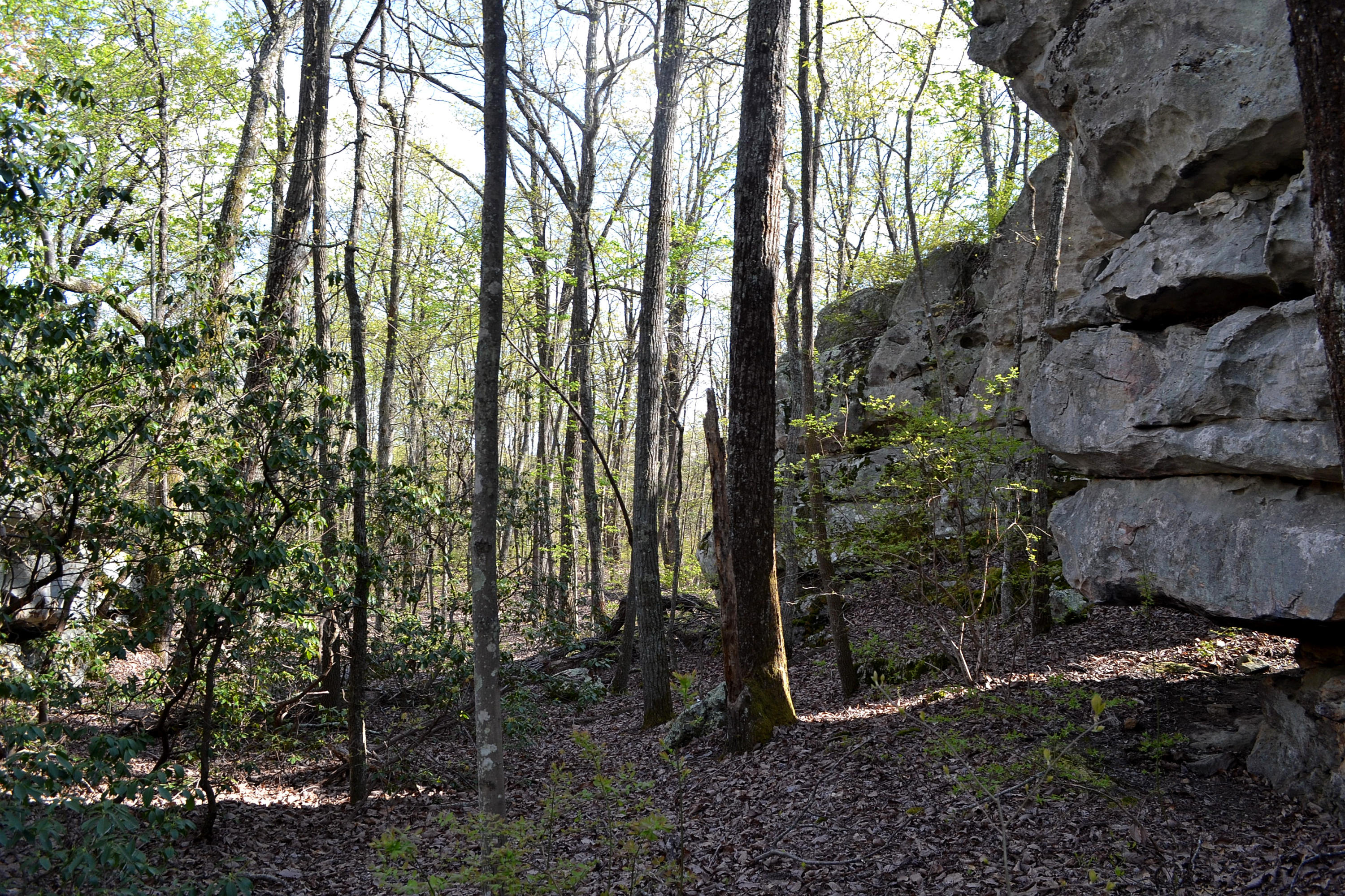 162 Jack Plank Road Spring City, TN 37381 - Photo 13 of 17 52