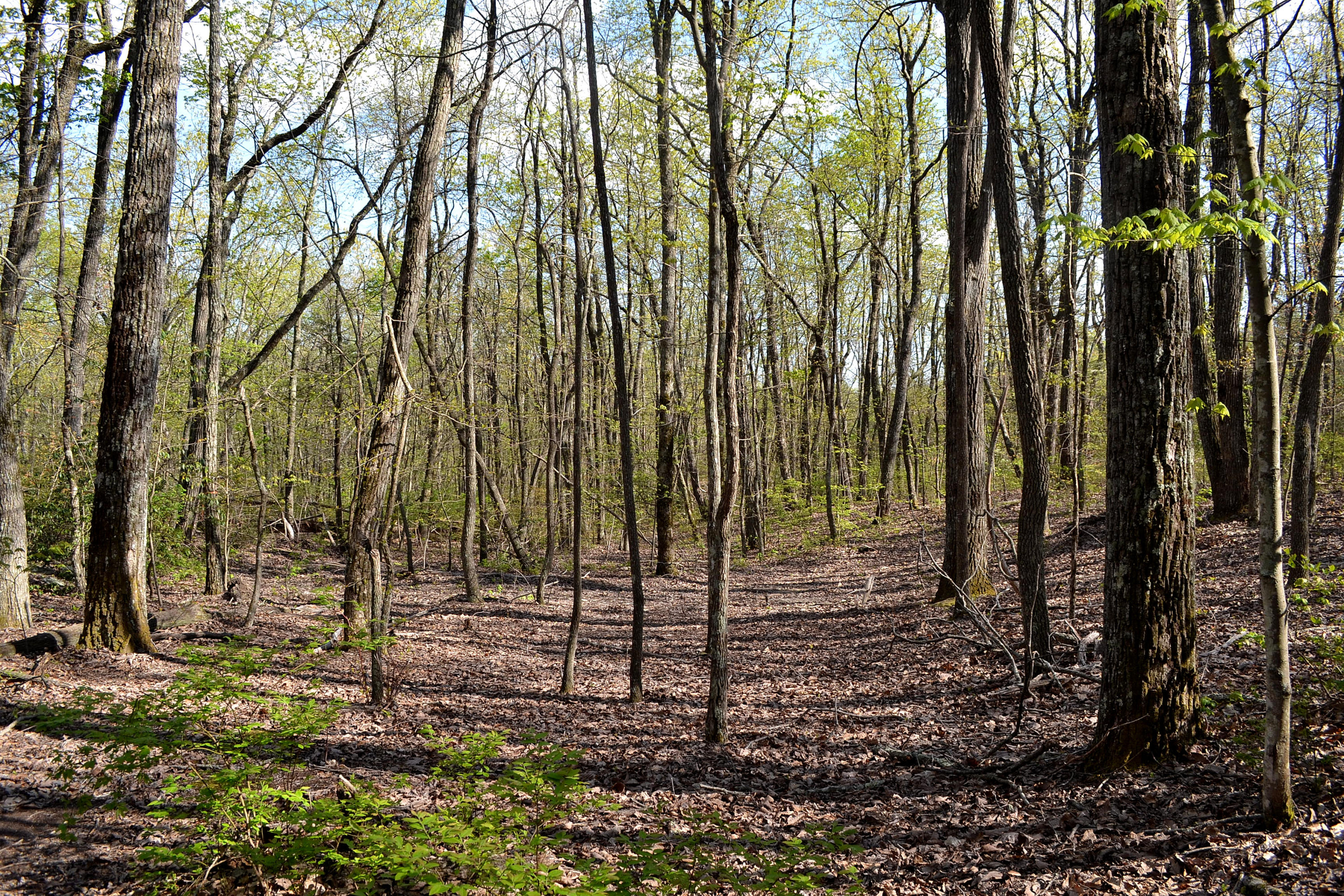 162 Jack Plank Road Spring City, TN 37381 - Photo 14 of 17 54