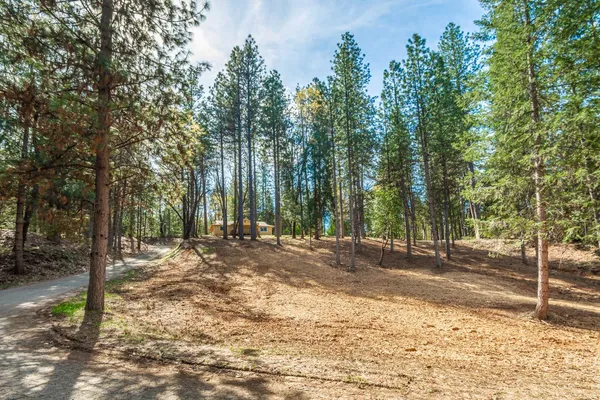 a view of a backyard with trees
