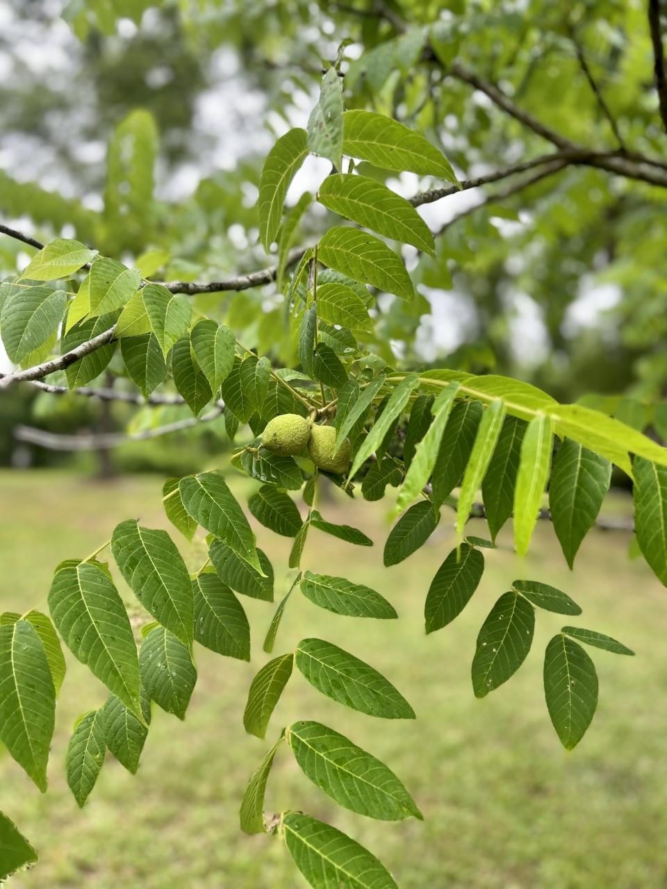 41533 Pine Grove Road Bay Minette, AL 36507 - Photo 32 of 33 Black Walnut