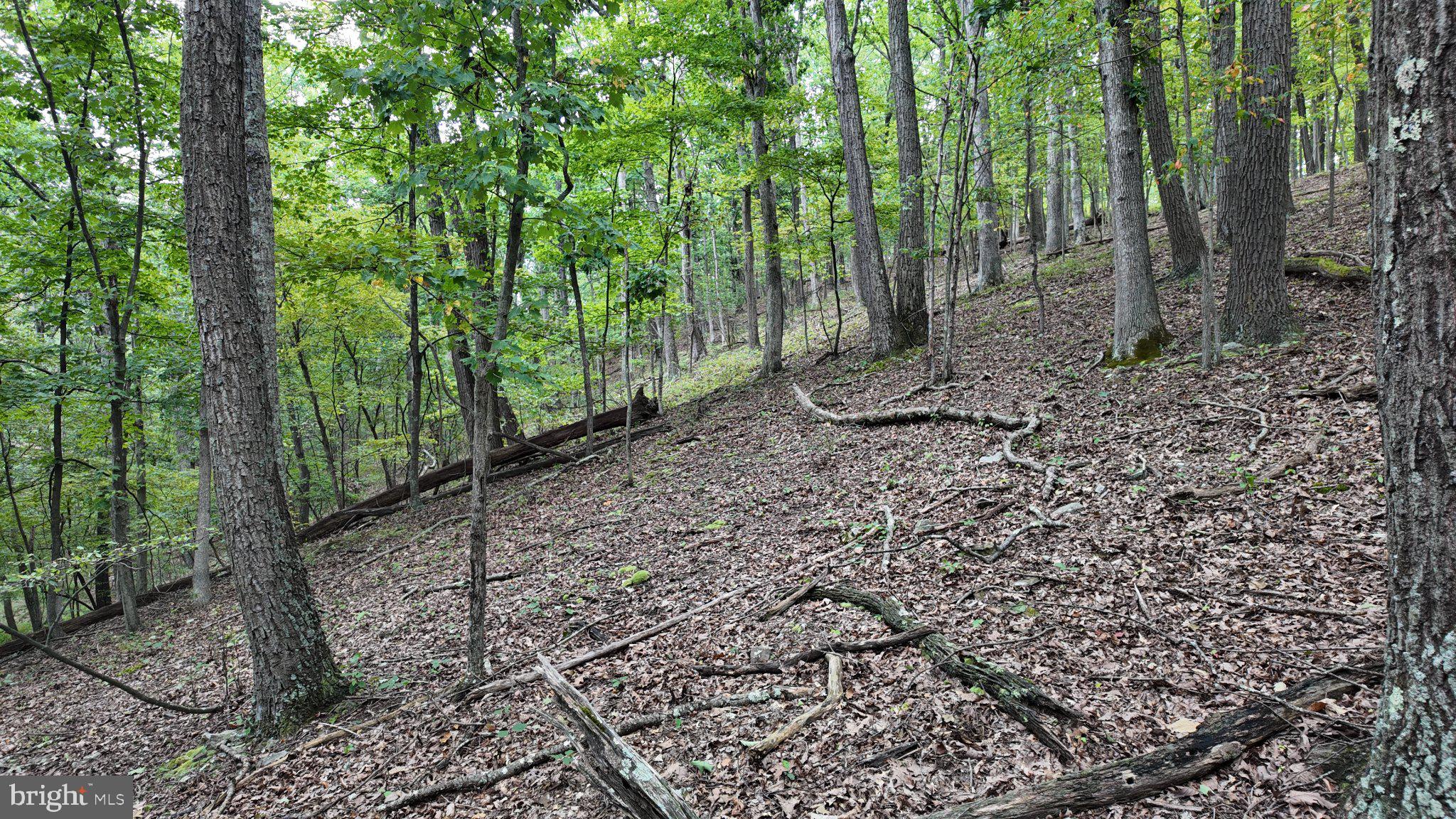 29-acres 29-acres Gaither Road Great Cacapon, WV 25422 - Photo 18 of 45 Gallery Image 18
