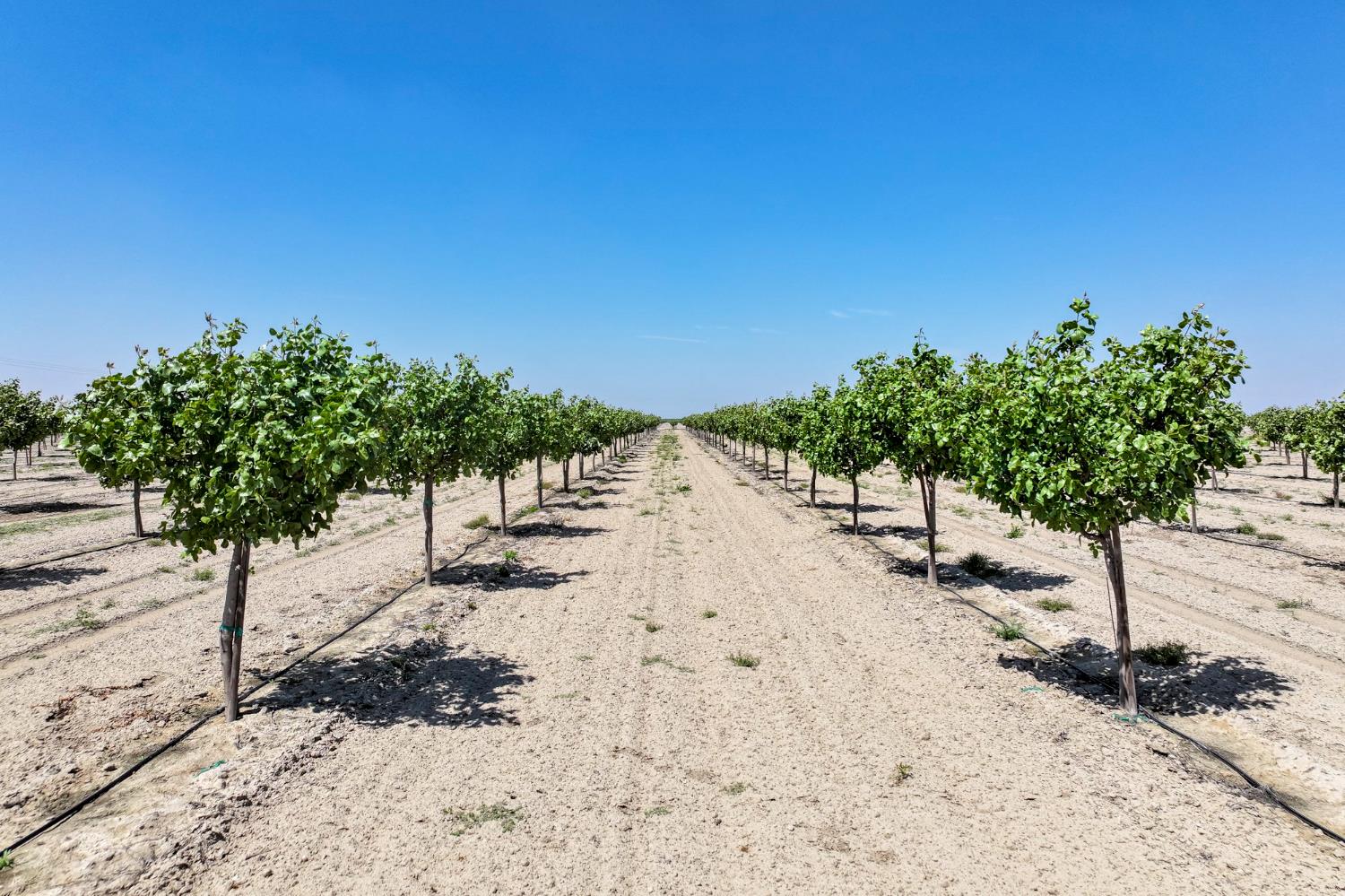 16495 South Minnewawa Avenue Selma, CA 93662 - Photo 3 of 12 a view of a yard with a tree