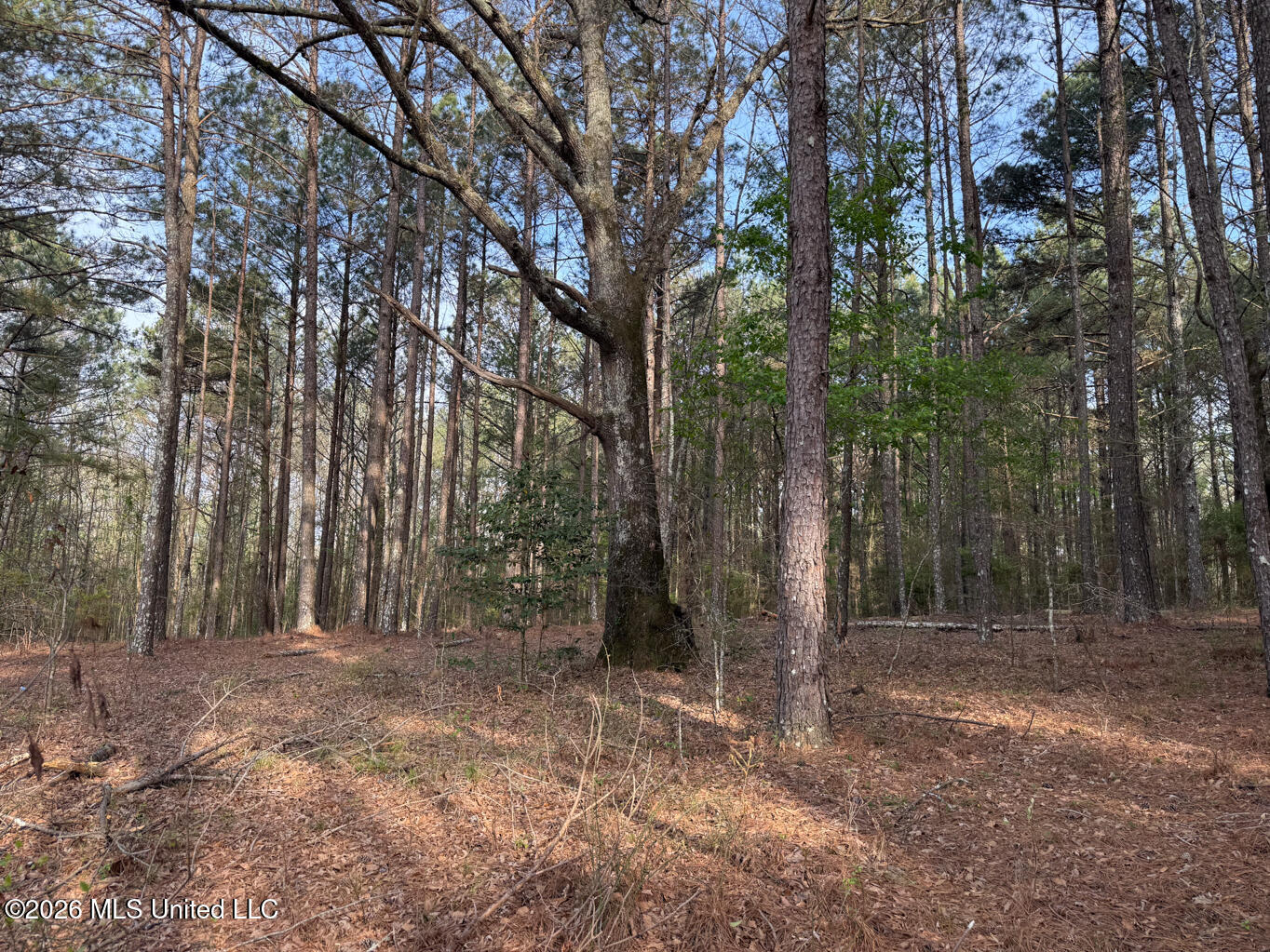 288 Galilee Road Carthage, MS 39051 - Photo 3 of 13 Leake 27 EDITS-3