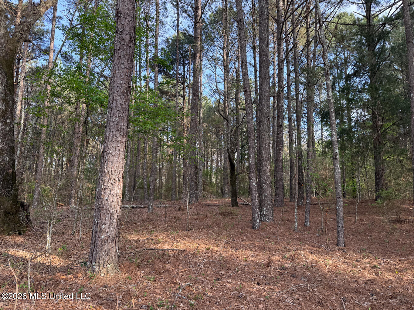 288 Galilee Road Carthage, MS 39051 - Photo 4 of 13 Leake 27 EDITS-4