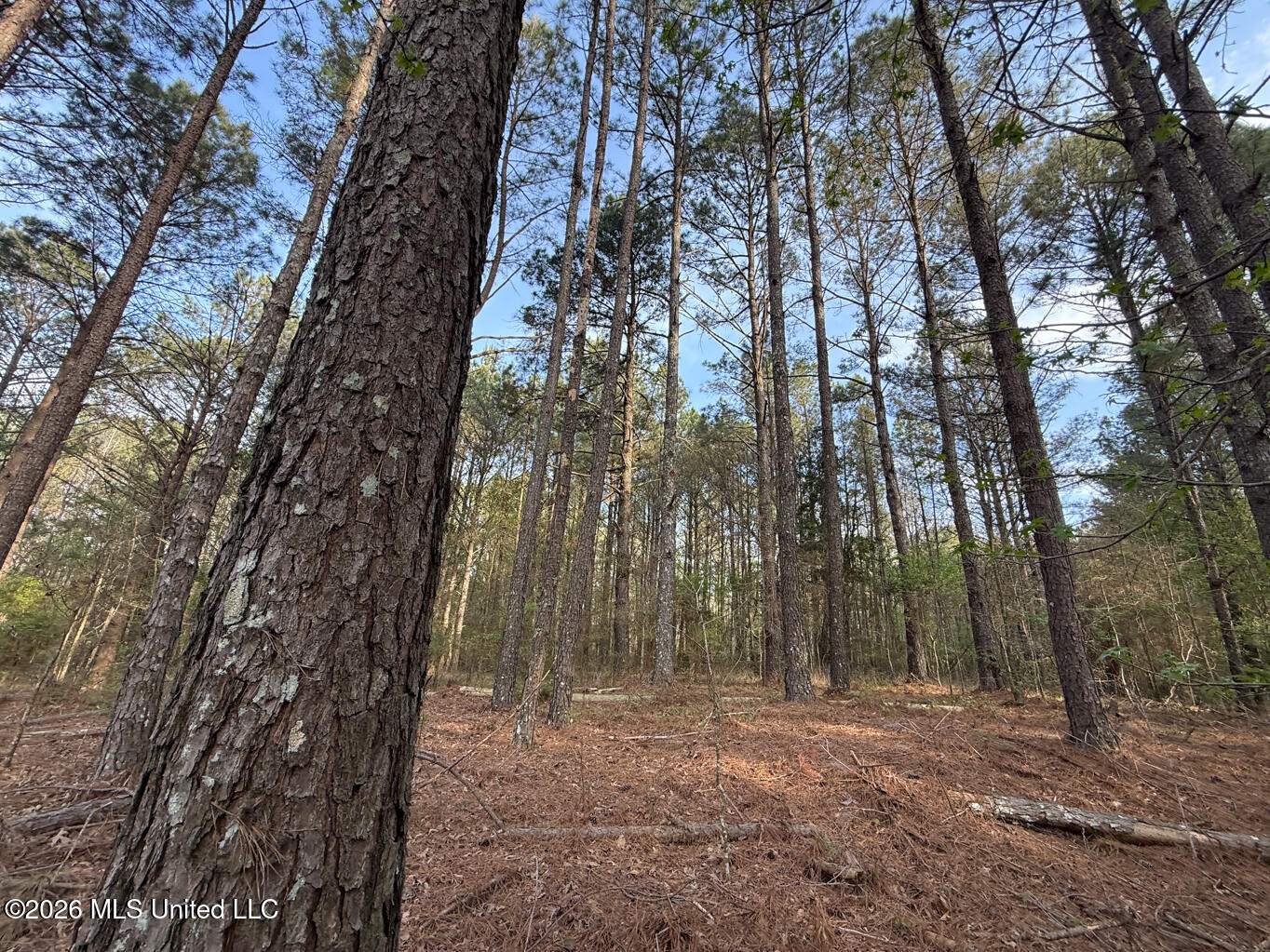 288 Galilee Road Carthage, MS 39051 - Photo 5 of 13 Leake 27 EDITS-5