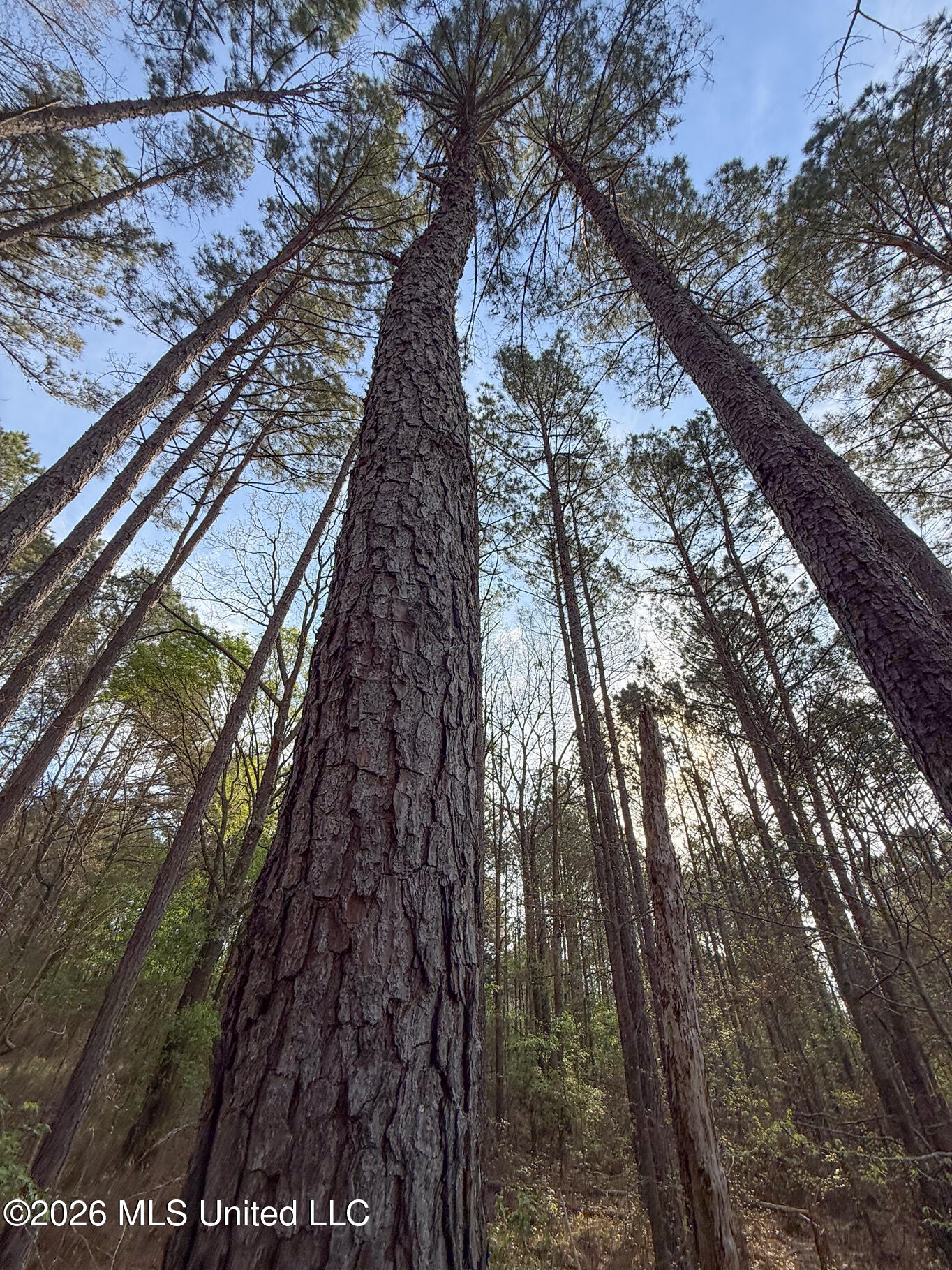 288 Galilee Road Carthage, MS 39051 - Photo 7 of 13 Leake 27 EDITS-7