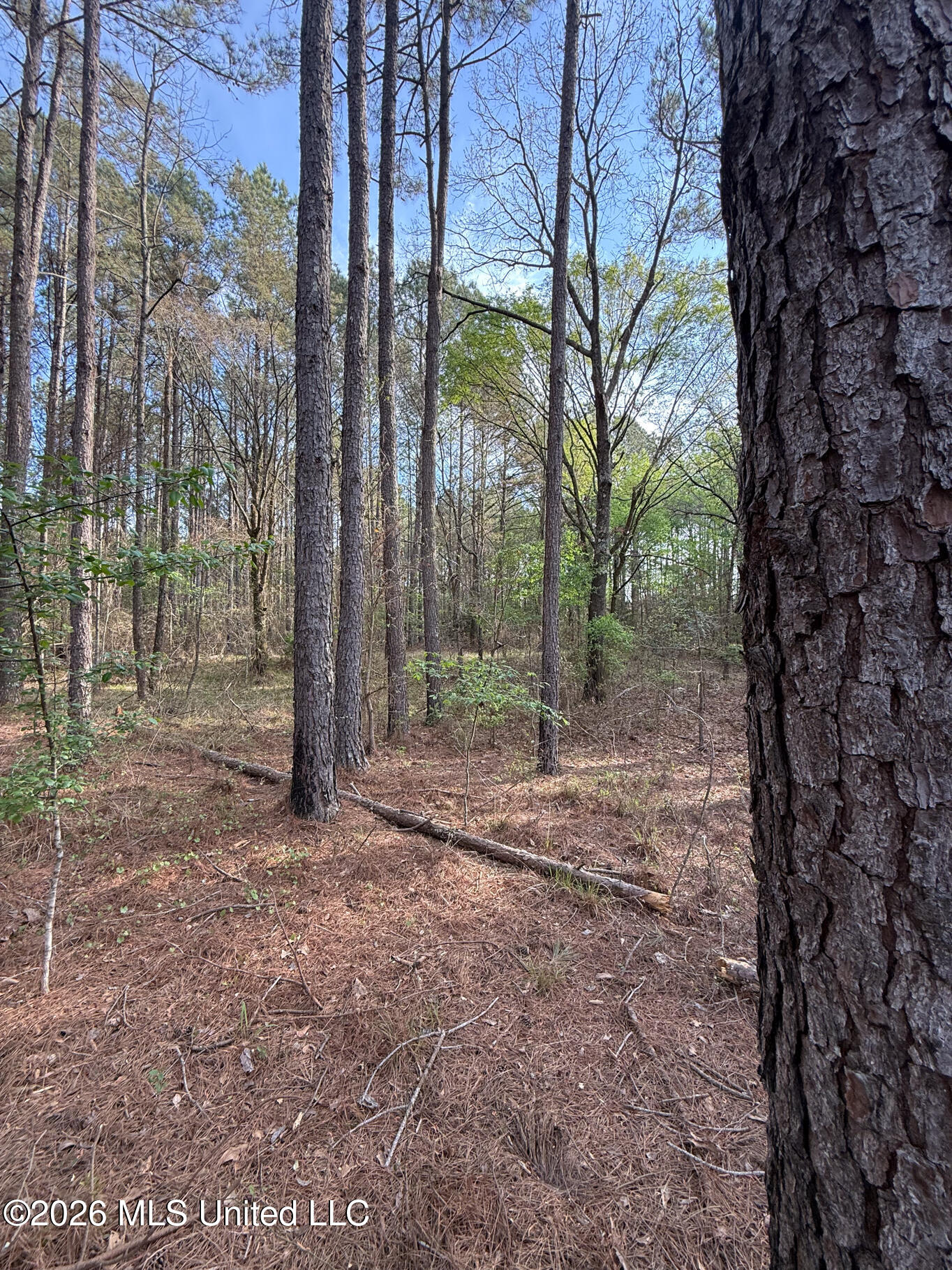 288 Galilee Road Carthage, MS 39051 - Photo 8 of 13 Leake 27 EDITS-8