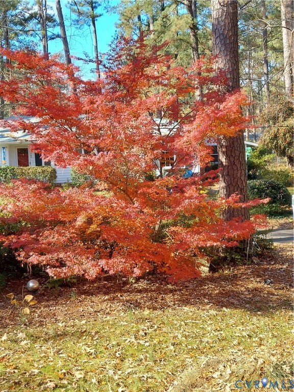 3369 Warner Road Richmond, VA 23225 - Photo 41 of 46 a view of a yard with plants and large tree