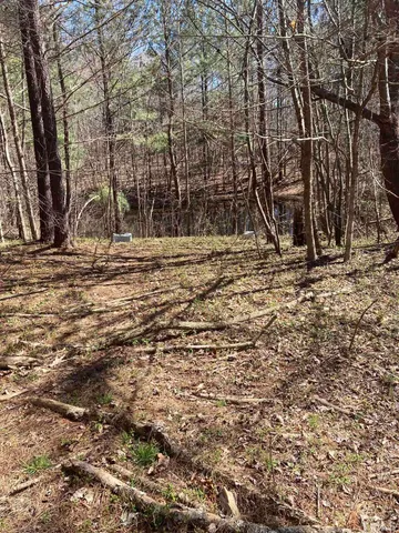 a view of a yard with large trees